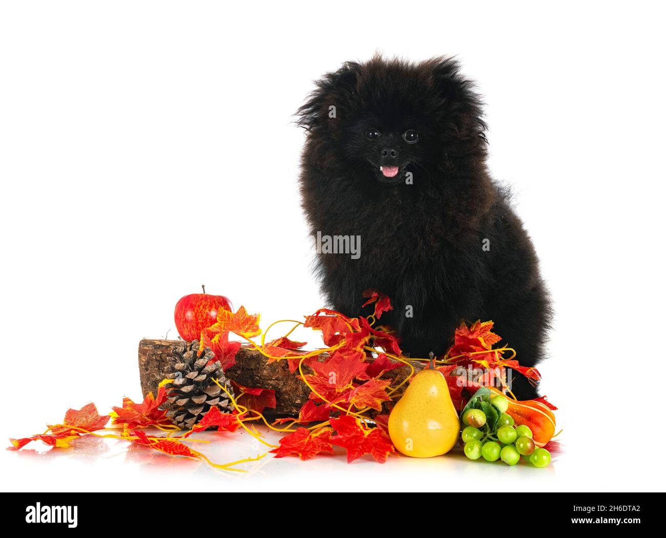 Pomeranian jeunes in front of white background Banque D'Images