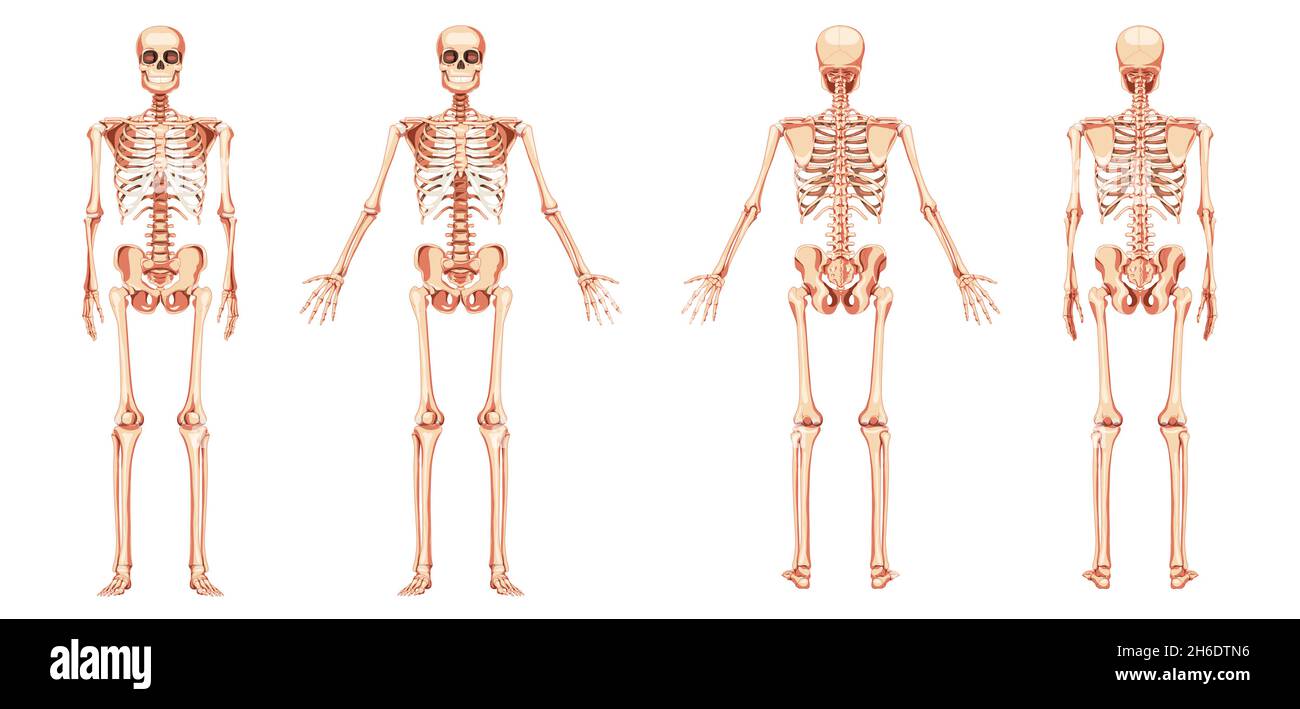 Squelette Schéma humain face arrière antérieure postérieure avec deux poses de bras.Jeu de couleurs naturelles et réalistes illustration vectorielle tableau didactique d'anatomie isolé sur fond blanc Illustration de Vecteur