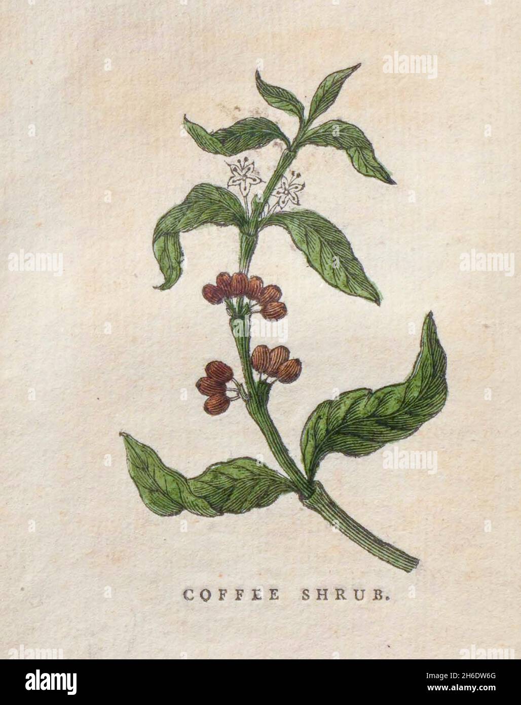 Arbuste à café du livre « les beautés de la création », ou, un nouveau système moral de l'histoire naturelle : en cinq volumes : composé de quadrupèdes, d'oiseaux, de poissons et de reptiles, d'arbres et de fleurs, et c.&c. v.5 arbres imprimés à Londres par George Riley en 1793 Banque D'Images