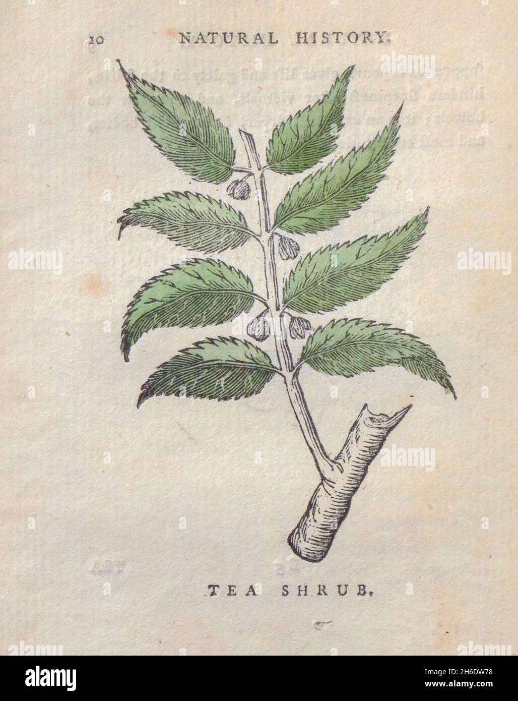 L'arbuste à thé du livre « les beautés de la création », ou, un nouveau système moral d'histoire naturelle : en cinq volumes : composé de quadrupèdes, d'oiseaux, de poissons et de reptiles, d'arbres et de fleurs, et c.&c. v.5 arbres imprimés à Londres par George Riley en 1793 Banque D'Images