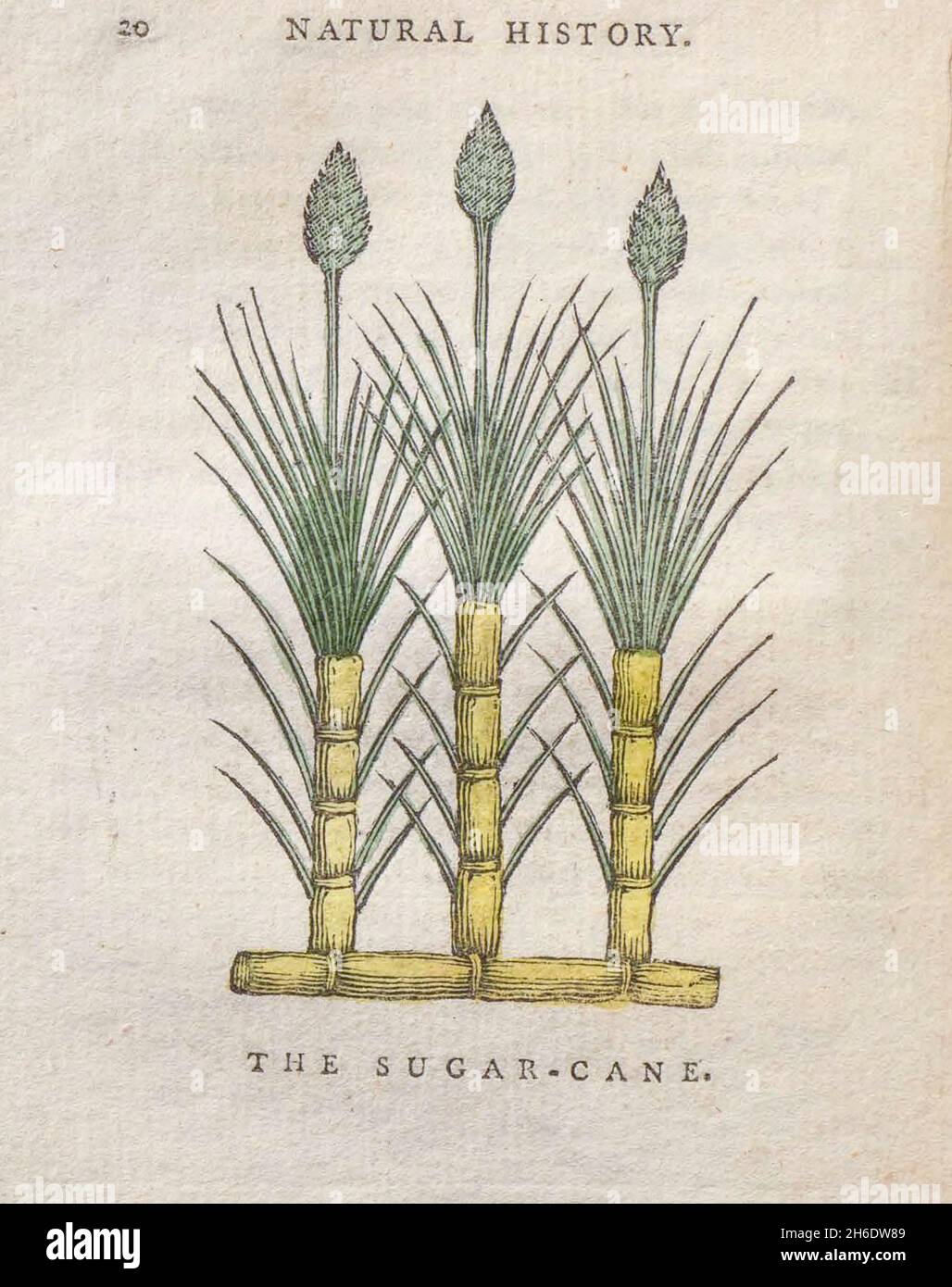 La canne à sucre du livre « les beautés de la création », ou, un nouveau système moral de l'histoire naturelle : en cinq volumes : composé de quadrupèdes, d'oiseaux, de poissons et de reptiles, d'arbres et de fleurs, etc&c. v.5 arbres imprimés à Londres par George Riley en 1793 Banque D'Images