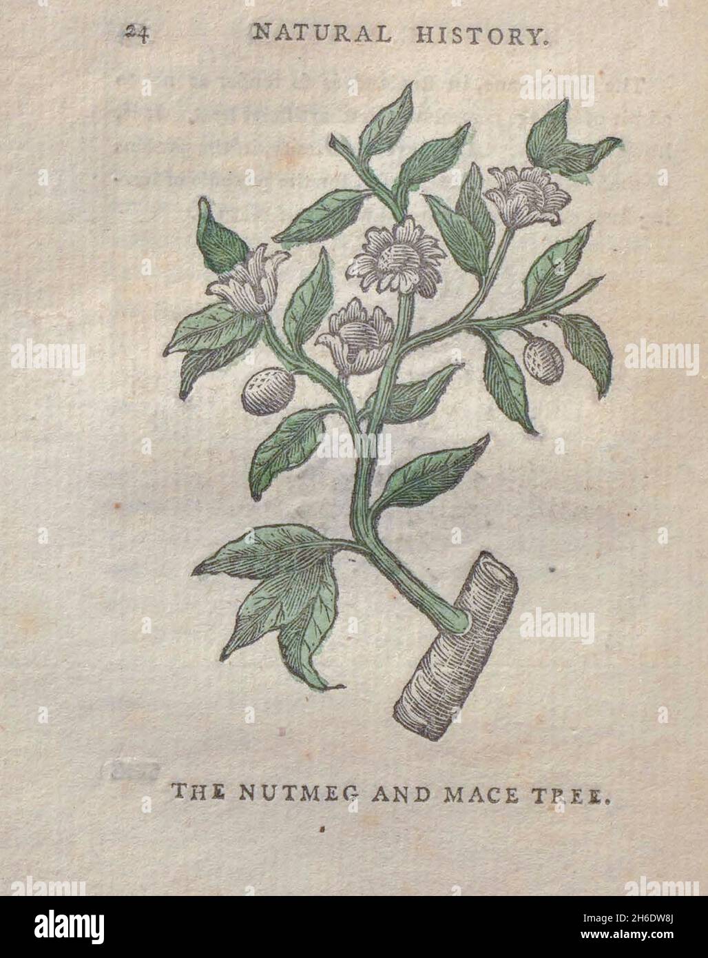 Nutmeg et Mace Tree du livre "les beautés de la création", ou, un nouveau système moral de l'histoire naturelle : en cinq volumes : composé de quadripèdes, oiseaux, poissons et reptiles, arbres et fleurs, et c.&c. v.5 arbres imprimés à Londres par George Riley en 1793 Banque D'Images