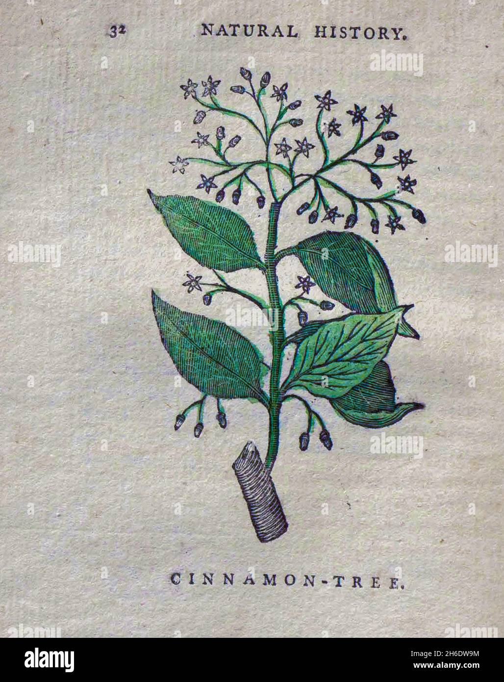 Cinnamon Tree du livre "les beautés de la création", ou, un nouveau système moral de l'histoire naturelle : en cinq volumes: Composé de quadripets, oiseaux, poissons et reptiles, arbres et fleurs, et c.&c. v.5 arbres imprimés à Londres par George Riley en 1793 Banque D'Images