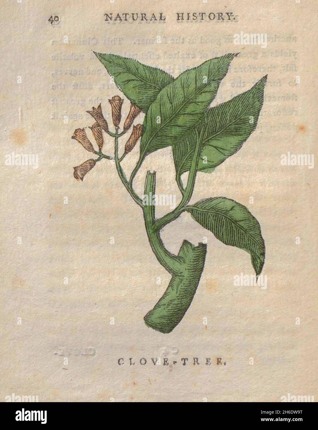 Arbre de clou de girofle tiré du livre « les beautés de la création », ou, un nouveau système moral de l'histoire naturelle : en cinq volumes : composé de quadrupèdes, d'oiseaux, de poissons et de reptiles, d'arbres et de fleurs, et c.&c. v.5 arbres imprimés à Londres par George Riley en 1793 Banque D'Images