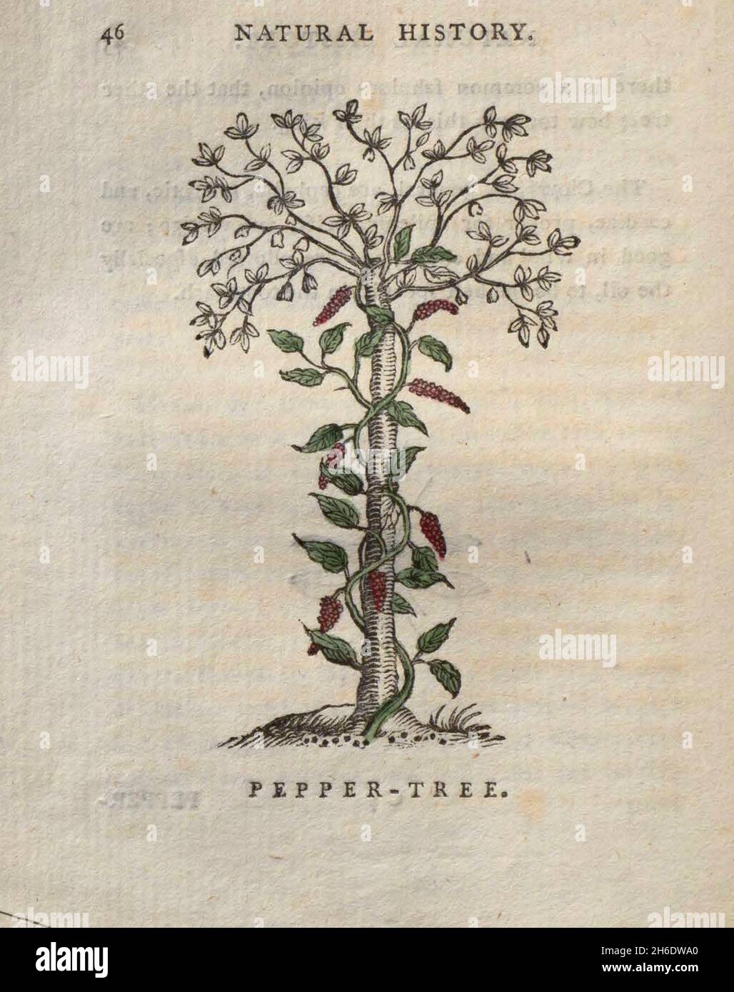 Pepper Tree du livre « les beautés de la création », ou, un nouveau système moral de l'histoire naturelle : en cinq volumes : composé de quadrupèdes, d'oiseaux, de poissons et de reptiles, d'arbres et de fleurs, et c.&c. v.5 arbres imprimés à Londres par George Riley en 1793 Banque D'Images