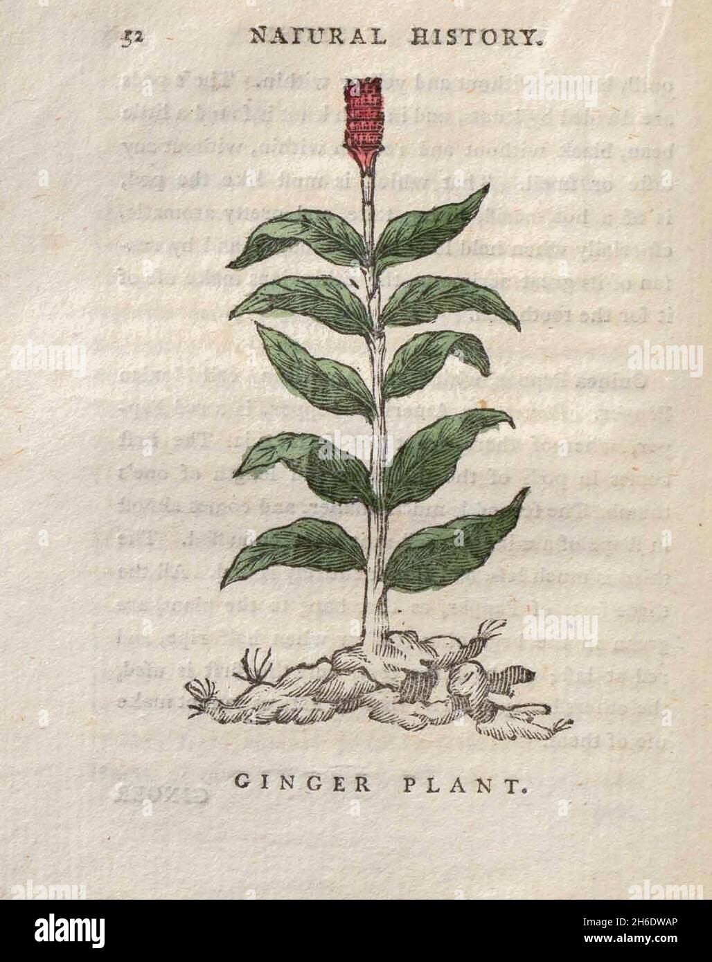 Gingembre plante du livre "les beautés de la création", ou, un nouveau système moral de l'histoire naturelle : en cinq volumes: Composé de quadrupèdes, oiseaux, poissons et reptiles, arbres et fleurs, et c.&c. v.5 arbres imprimés à Londres par George Riley en 1793 Banque D'Images