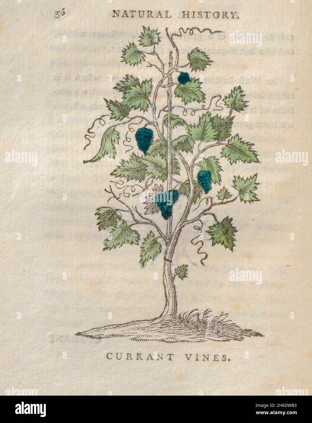 Les Vines cassis du livre « les beautés de la création », ou, un nouveau système moral de l'histoire naturelle : en cinq volumes : composé de quadrupèdes, d'oiseaux, de poissons et de reptiles, d'arbres et de fleurs, et c.&c. v.5 arbres imprimés à Londres par George Riley en 1793 Banque D'Images