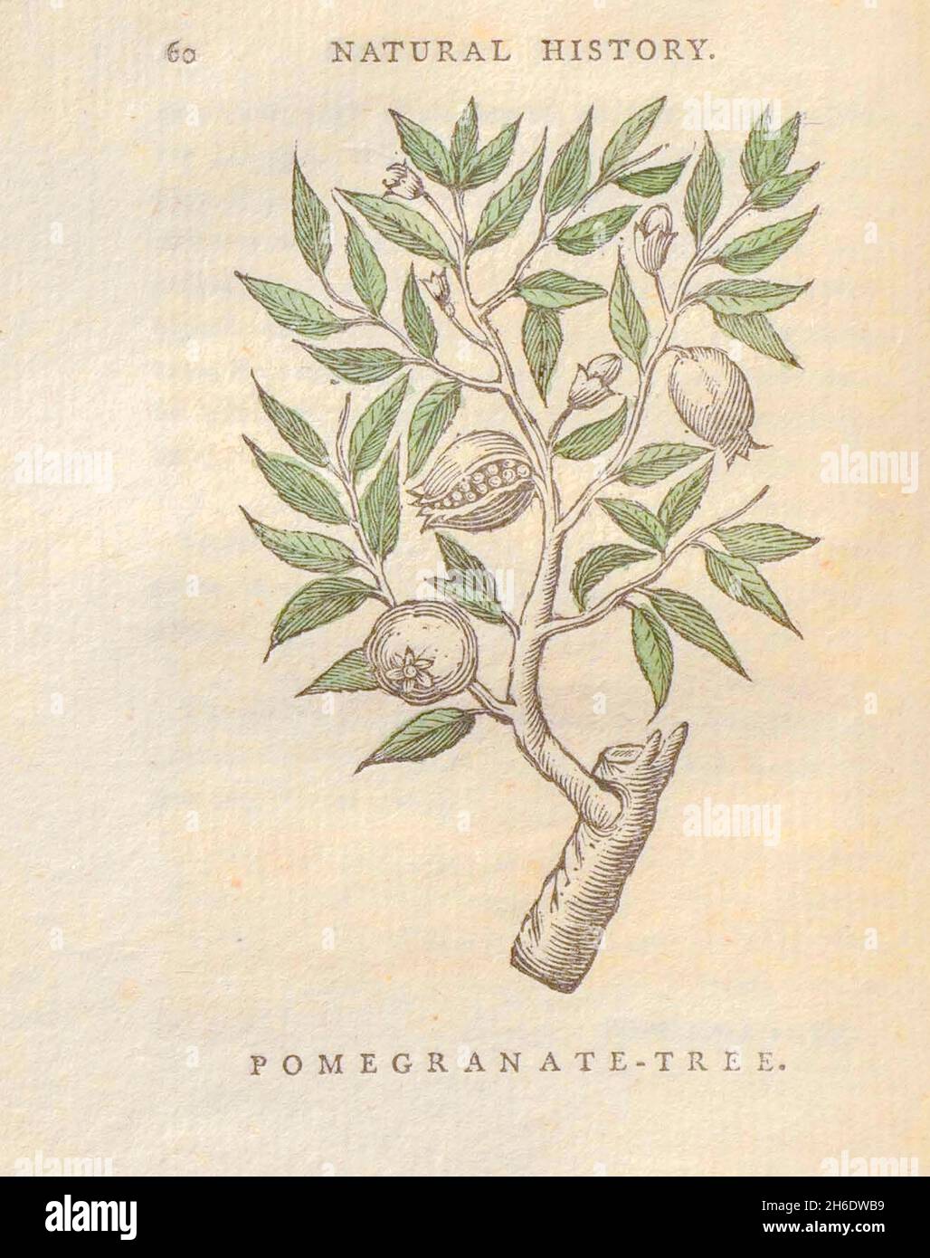 Arbre de grenade du livre « les beautés de la création », ou, un nouveau système moral de l'histoire naturelle : en cinq volumes : composé de quadrupèdes, d'oiseaux, de poissons et de reptiles, d'arbres et de fleurs, et c.&c. v.5 arbres imprimés à Londres par George Riley en 1793 Banque D'Images