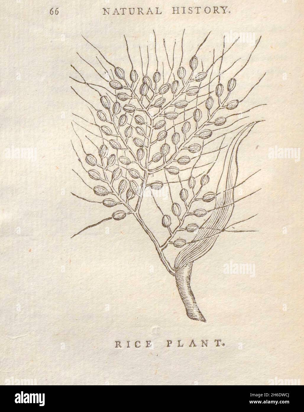 Riz plante du livre "les beautés de la création", ou, un nouveau système moral de l'histoire naturelle : en cinq volumes: Composé de quadrupèdes, oiseaux, poissons et reptiles, arbres et fleurs, et c.&c. v.5 arbres imprimés à Londres par George Riley en 1793 Banque D'Images