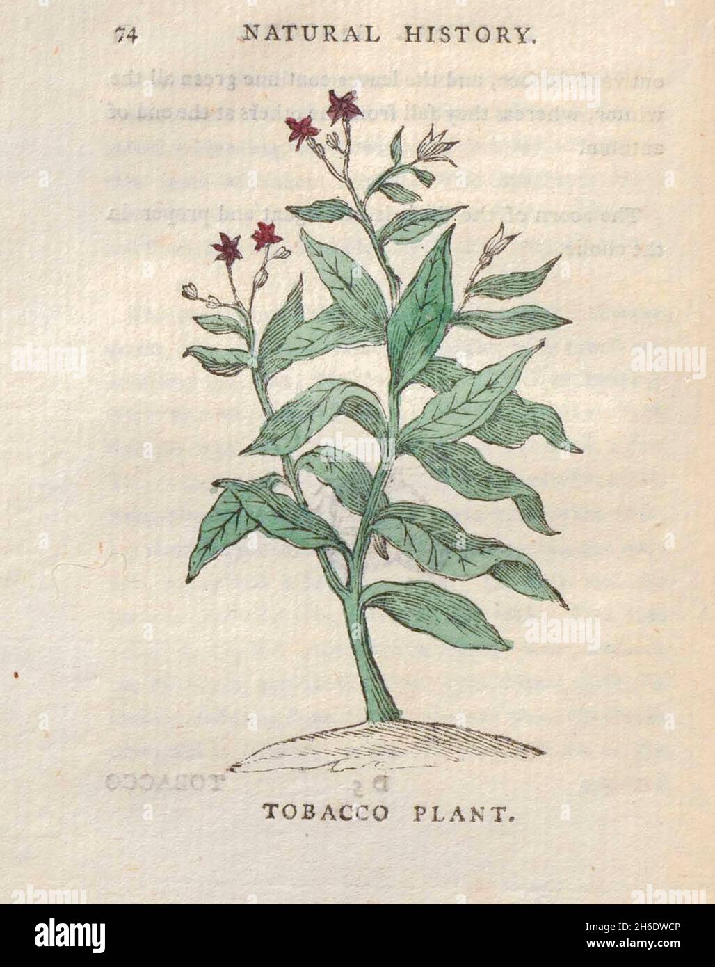 Tabac plante du livre "les beautés de la création", ou, un nouveau système moral de l'histoire naturelle : en cinq volumes: Composé de quadrupèdes, oiseaux, poissons et reptiles, arbres et fleurs, et c.&c. v.5 arbres imprimés à Londres par George Riley en 1793 Banque D'Images