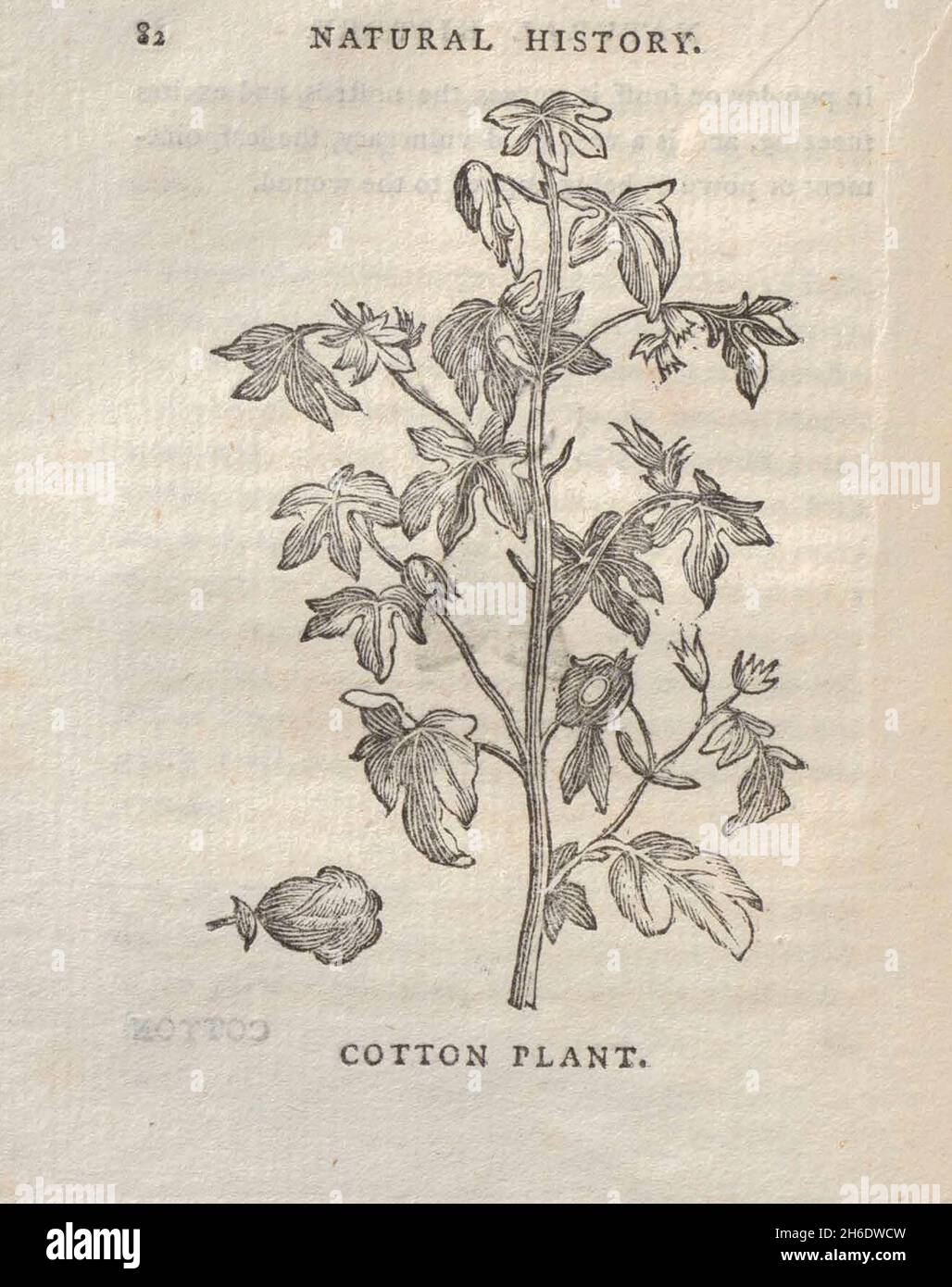 Coton plante du livre "les beautés de la création", ou, un nouveau système moral de l'histoire naturelle : en cinq volumes: Composé de quadrupèdes, oiseaux, poissons et reptiles, arbres et fleurs, et c.&c. v.5 arbres imprimés à Londres par George Riley en 1793 Banque D'Images