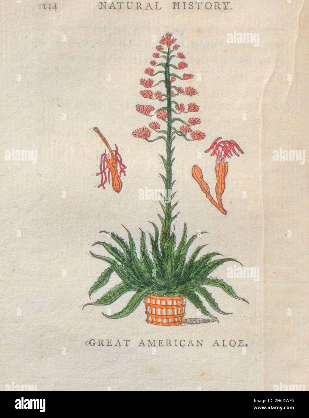 Grand Aloe américain du livre "les beautés de la création", ou, un nouveau système moral de l'histoire naturelle : en cinq volumes: Composé de quadripets, oiseaux, poissons et reptiles, arbres et fleurs, et c.&c. v.5 arbres imprimés à Londres par George Riley en 1793 Banque D'Images