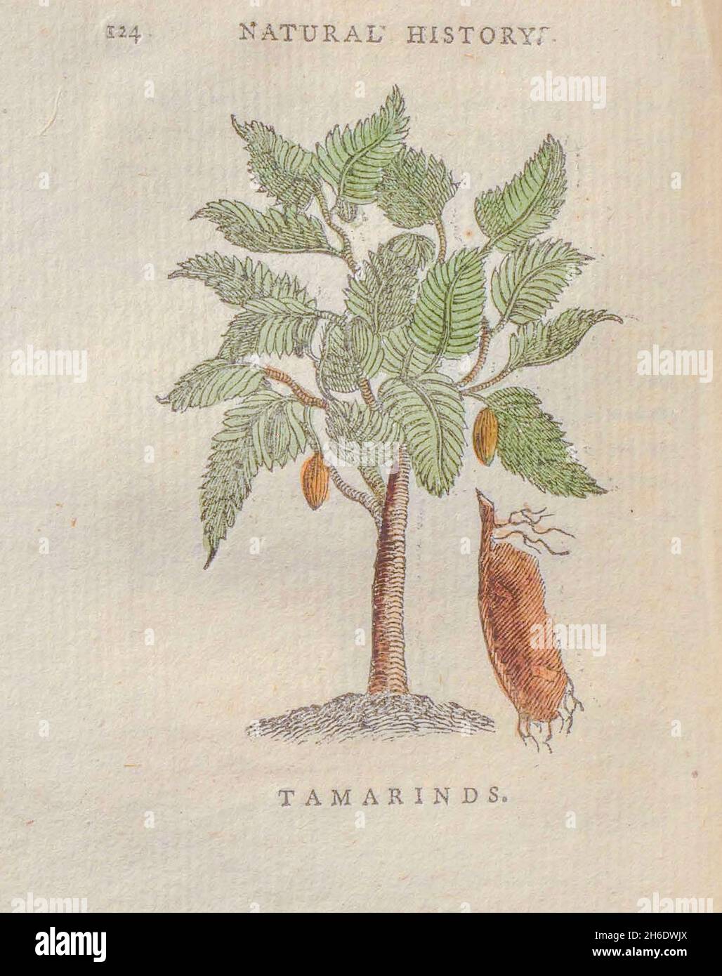 Tamarinds (Tamarindus indica) du livre « les beautés de la création », ou, un nouveau système moral de l'histoire naturelle : en cinq volumes : composé de quadrupèdes, d'oiseaux, de poissons et de reptiles, d'arbres et de fleurs, etc&c. v.5 arbres imprimés à Londres par George Riley en 1793 Banque D'Images