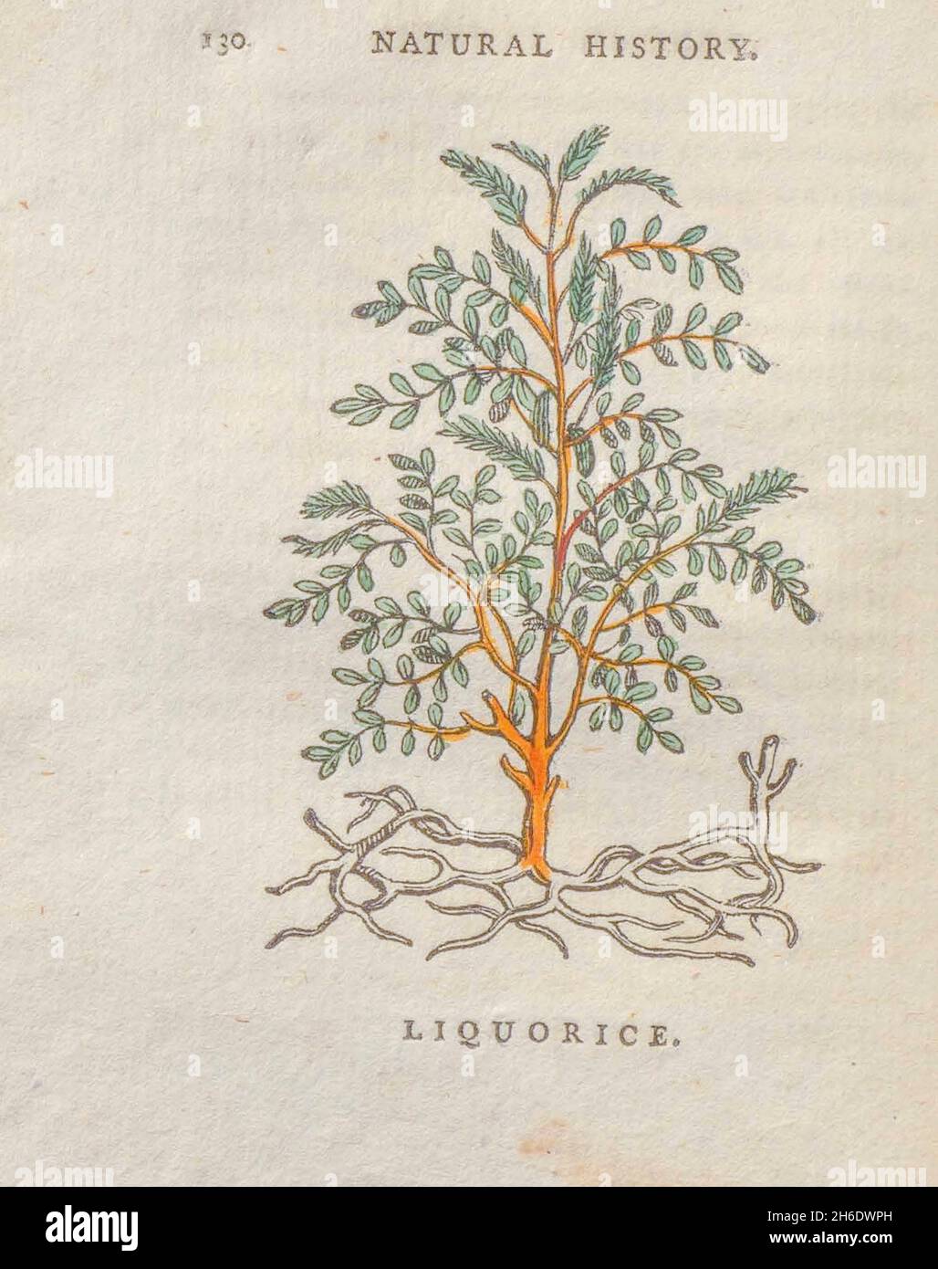 Réglisse (Glycyrrhiza glabra) du livre « les beautés de la création », ou, un nouveau système moral de l'histoire naturelle : en cinq volumes : composé de quadrupèdes, d'oiseaux, de poissons et de reptiles, d'arbres et de fleurs, etc&c. v.5 arbres imprimés à Londres par George Riley en 1793 Banque D'Images