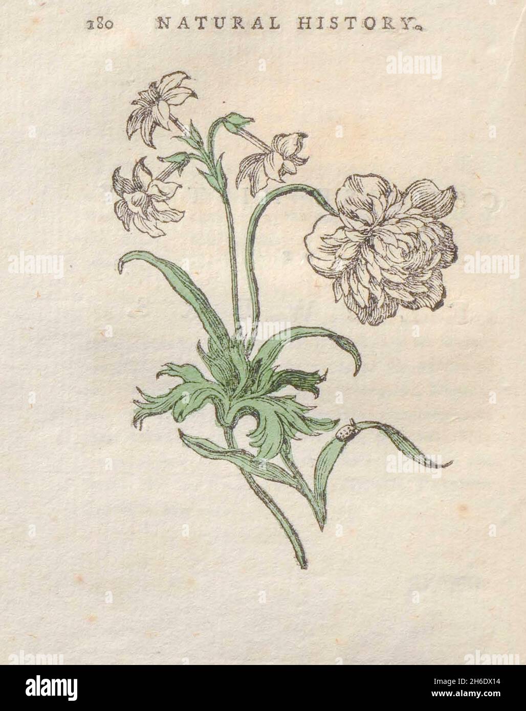 Fleur du livre « les beautés de la création », ou, un nouveau système moral de l'histoire naturelle : en cinq volumes : composé de quadrupèdes, d'oiseaux, de poissons et de reptiles, d'arbres et de fleurs, et c.&c. v.5 arbres imprimés à Londres par George Riley en 1793 Banque D'Images