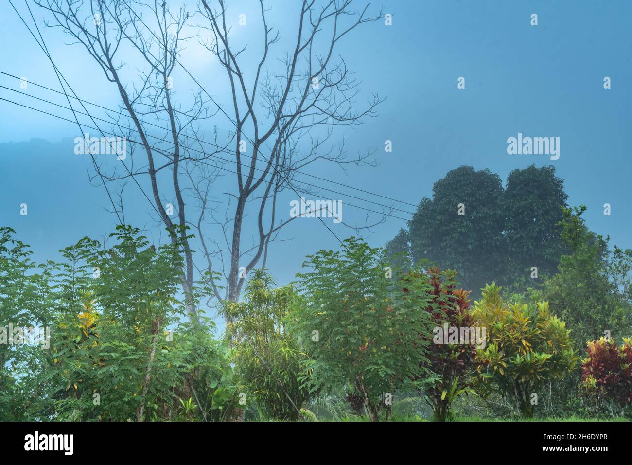 Paysage d'un arbre mort stérile dans le brouillard décalé avec des buissons colorés au premier plan. Banque D'Images