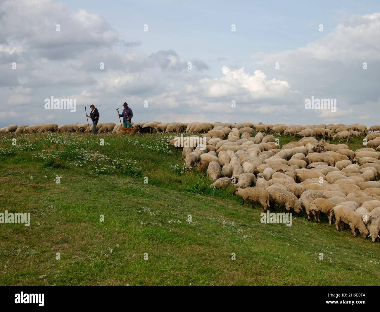 Troupeau de moutons, gardée par deux bergers et un chien de berger pageant sur une digue de l'Elbe près de Tespe, Elbmarsch, Niedersachsen, Allemagne. Banque D'Images