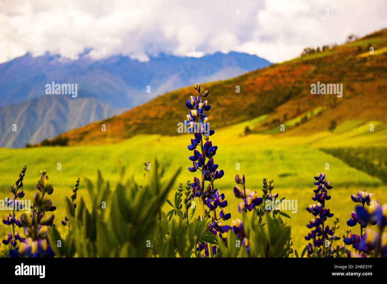 Gros plan de Sky Lupin, Lupinus nanus.Belles fleurs sauvages. Banque D'Images
