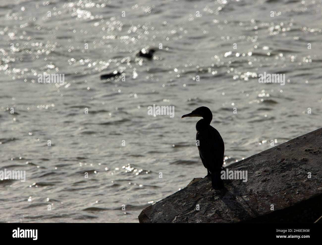 Un Cormorant repose sur les rochers alors qu'il se réchauffe et sèche après des périodes de plongée pour se nourrir dans les eaux froides de la mer du Nord. Banque D'Images