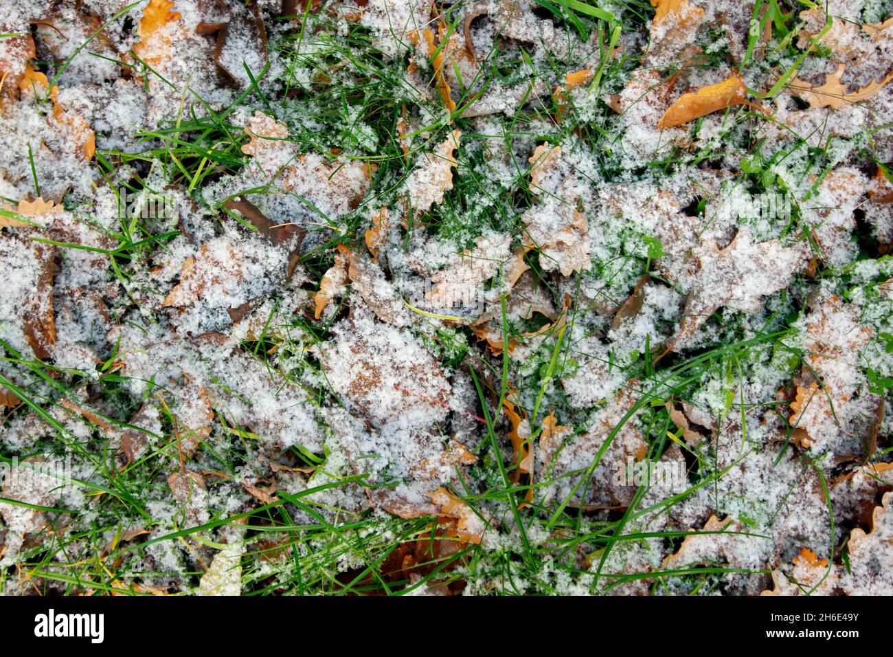 Feuilles de chêne jaune tombées sur l'herbe verte recouverte de neige fraîche Banque D'Images