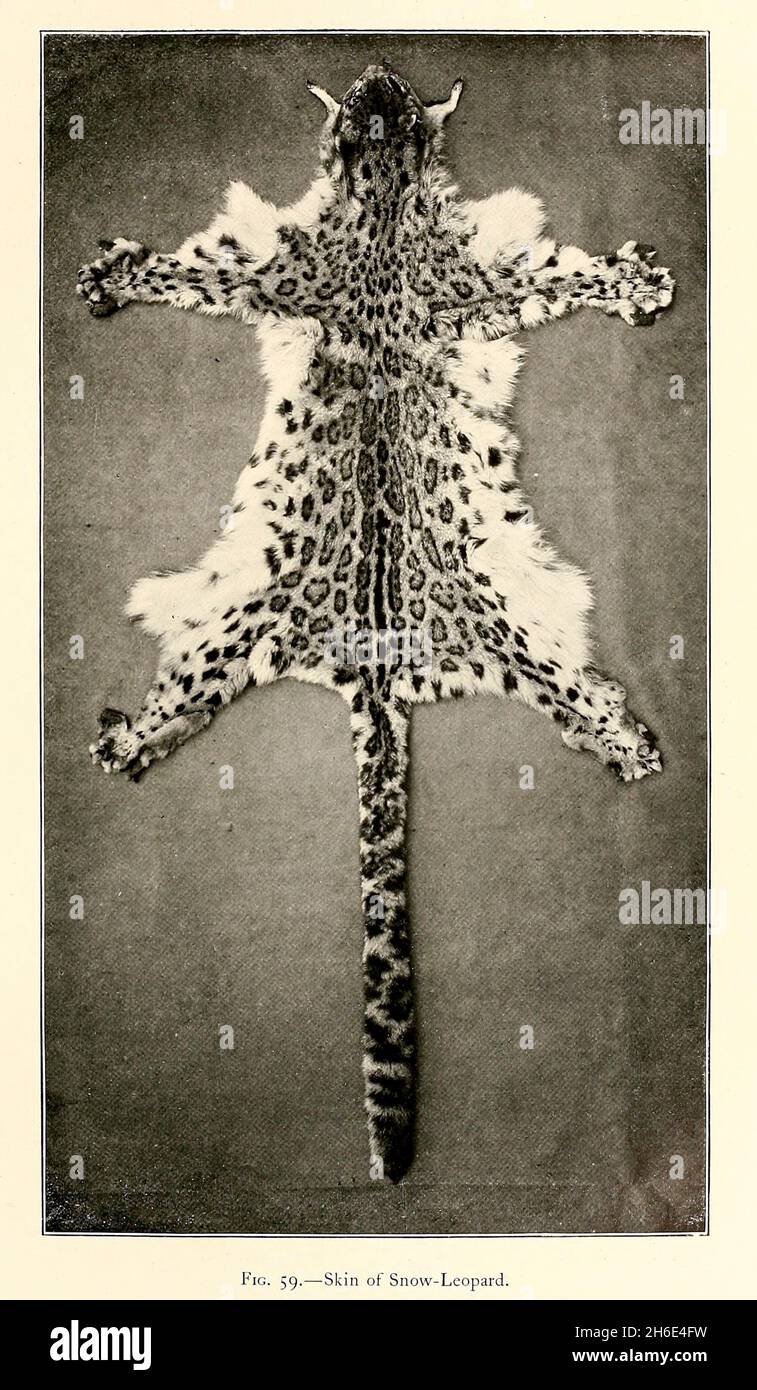 Skin of a Snow-Leopard (Panthera uncia), du livre « The Great and Small game of India, Birma, & Tibet » de Richard Lydekker, publié à Londres par R. Ward en 1900 Banque D'Images