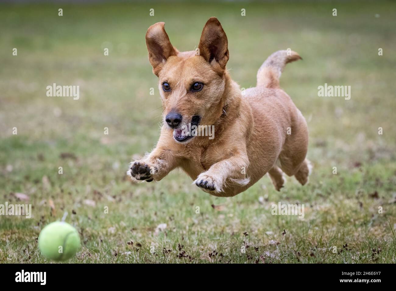 Gros plan d'un chien dans le champ Banque D'Images