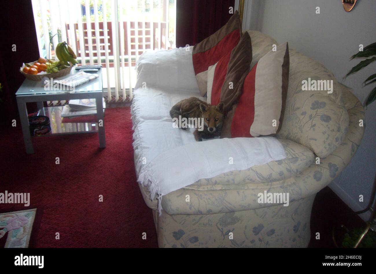 Un Garcon De 9 Ans A Ete Choque De Voir Un Bebe Renard Ennugge Dans Sa Couette Dans Sa Chambre A Hemel Hempstead Hertfordshire La Photo Montre Une Scene Similaire De 08 Quand