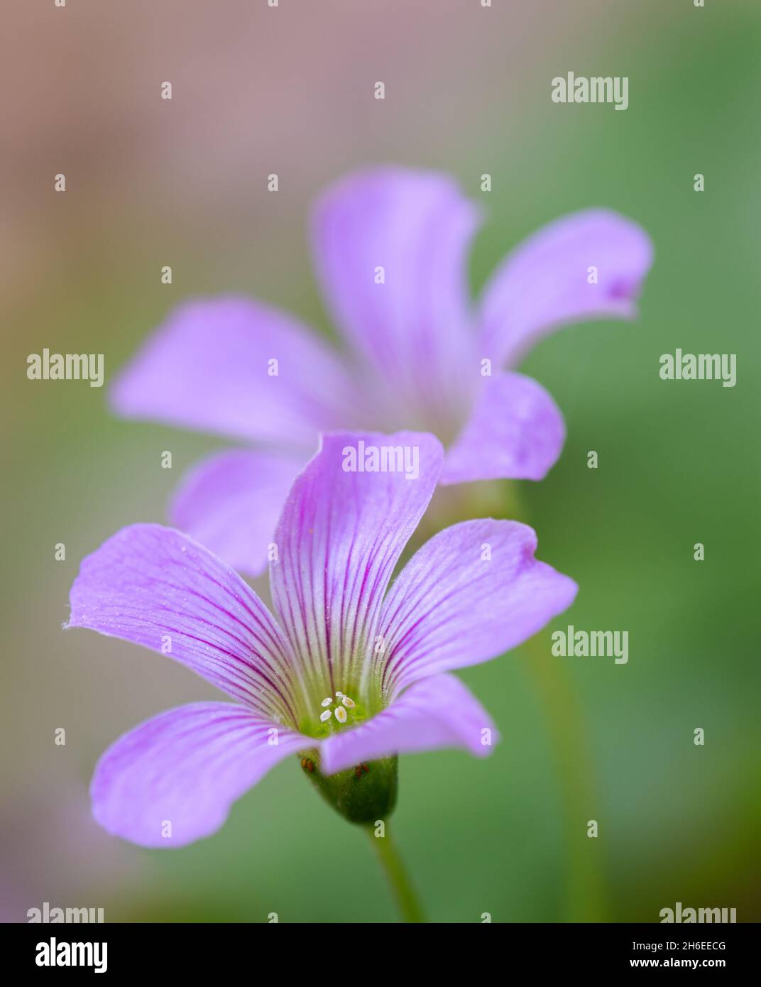 Ostrérie à bois violet (Oxalis violacea) - Comté de Hall, Géorgie.Fleurs colorées de l'ostréime violet. Banque D'Images