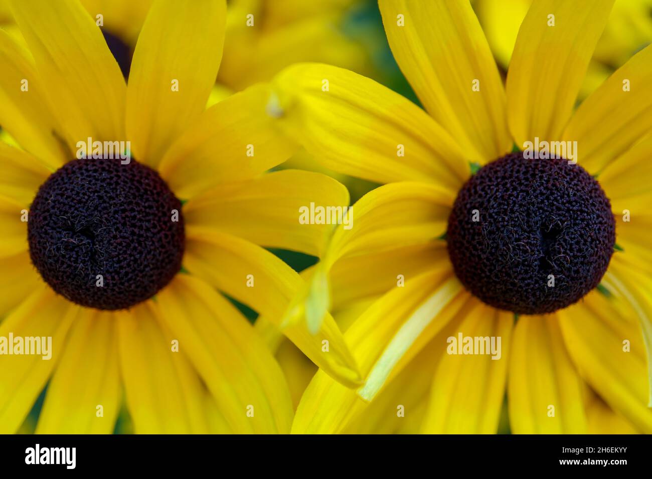 Deux coneflowers jaunes , Echinacea paradoxa , le coneflower jaune est un génie végétal dans la famille des tournesol, coneflower avec des pétales jaunes et foncé Banque D'Images