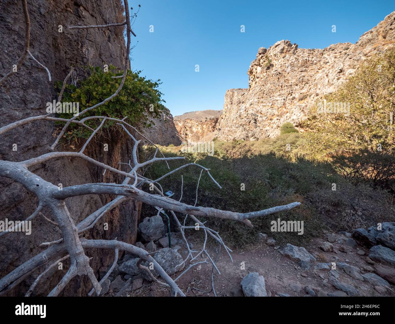 Wadi, gorge sèche avec quelques plantes et arbres Banque D'Images