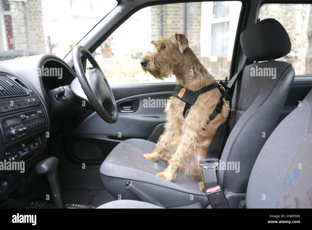 Un chien portant un harnais de ceinture de sécurité RAC.Des ceintures de  sécurité spécialement conçues doivent être utilisées pour attacher les  animaux de compagnie pendant les trajets en voiture afin d'éviter qu'ils