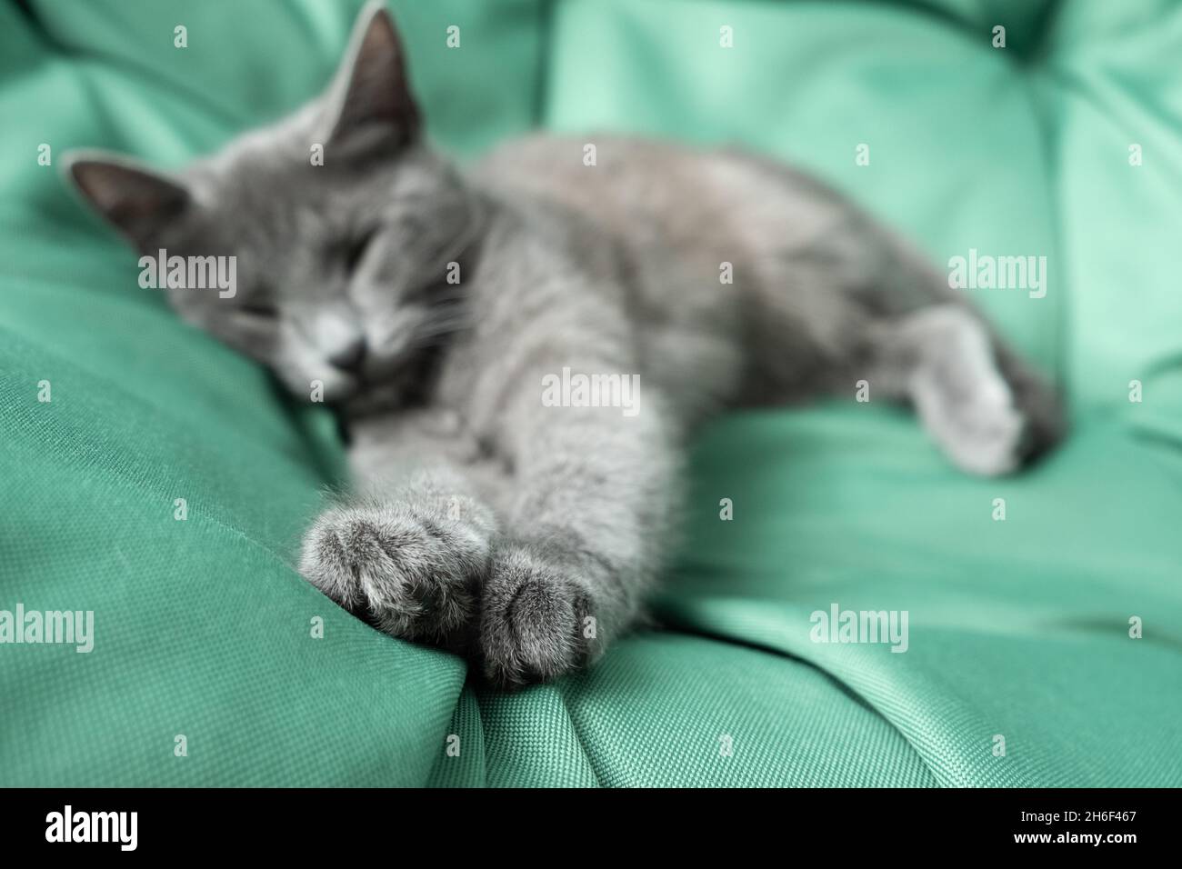 Chat Gris Endormi Sur Fond Vert Pattes Moelleuses Photo Stock Alamy