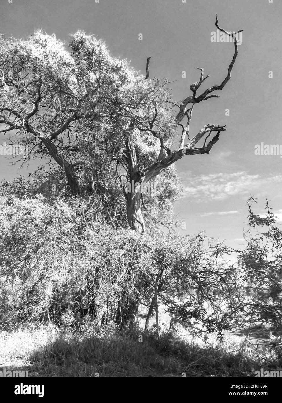 Les arbres du parc national Kruger, en Afrique du Sud, en noir et blanc Banque D'Images