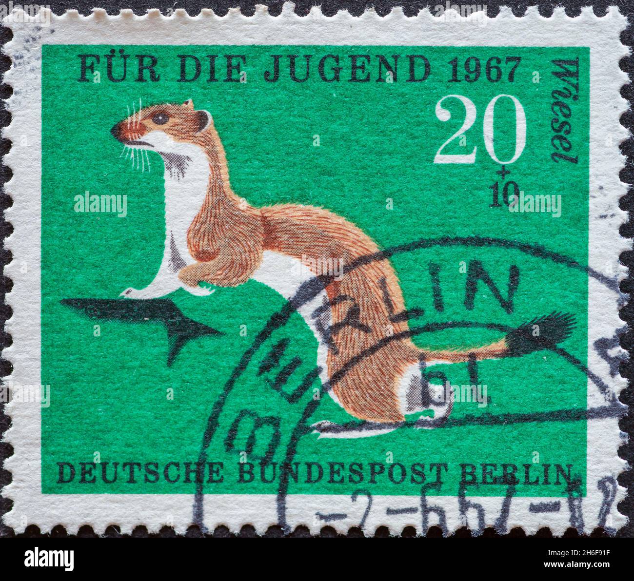ALLEMAGNE, Berlin - VERS 1967: Timbre-poste de l'Allemagne, Berlin montrant des animaux sauvages plus petits en Allemagne. weasel. Timbre-poste de charité pour les jeunes Banque D'Images
