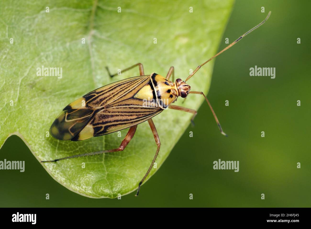 Insecte rayé de chêne (Rhabdomiris striatellus) sur chêne.Tipperary, Irlande Banque D'Images