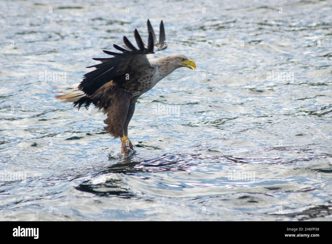 Un aigle de mer à queue blanche qui chasse dans un Loch de mer à Mull, sur la côte ouest de l'Écosse.C'est une photo d'action de la capture d'un poisson. Banque D'Images