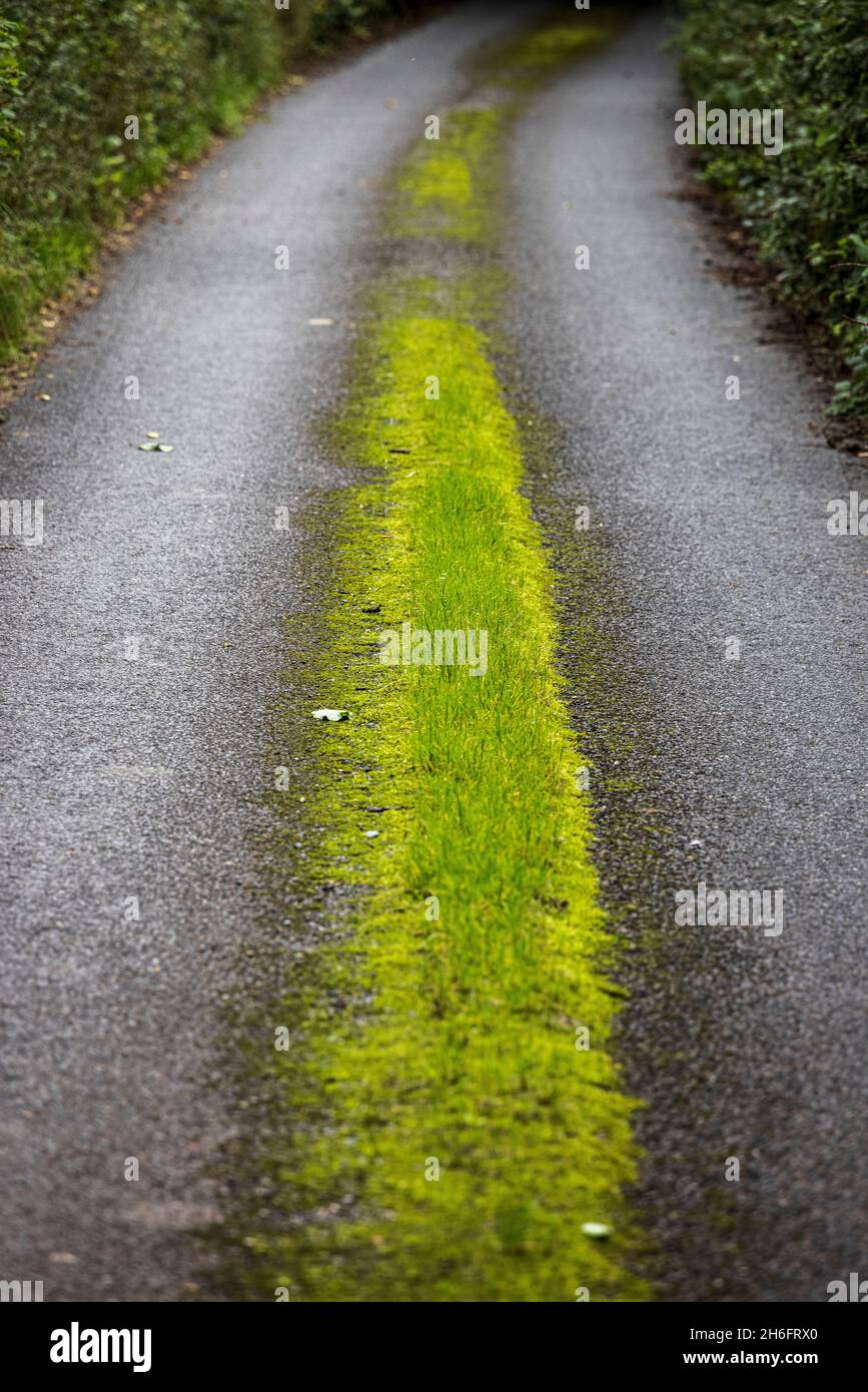 Route rurale à voie unique avec de l'herbe poussant le long du milieu près de Cadamstown, Comté d'Offaly, Irlande Banque D'Images