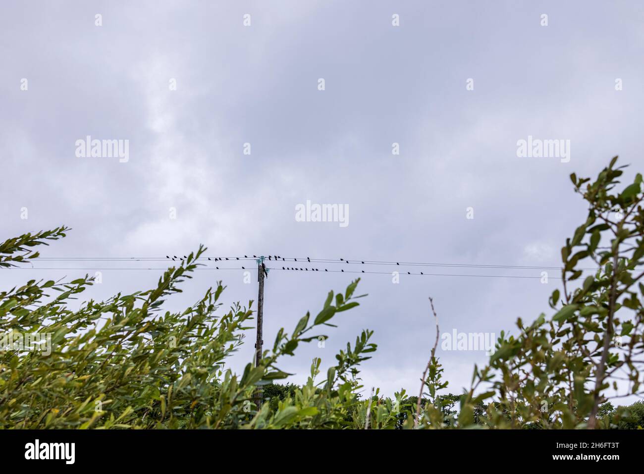 Oiseaux sur un fil par un poteau télégraphique dans la pluie, Old Head Louisburgh, Comté Mayo, Irlande Banque D'Images