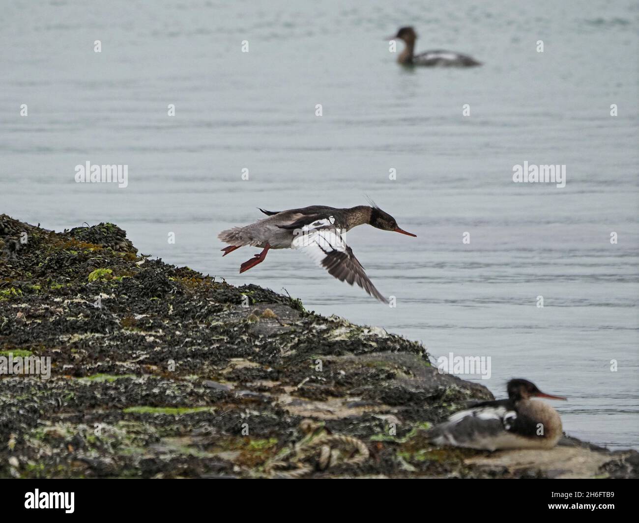 Merganser à poitrine rouge (Mergus serrator) en vol, écusson surélevé et pieds de lit en toile traînante, décollage du quai en pierre de Mainland, Orkney, Écosse, Royaume-Uni Banque D'Images