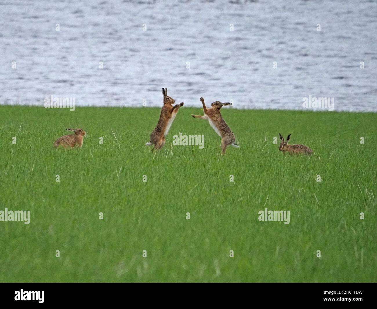 Deux lièvres Brown hares (Lepus europaeus) européennes en boxe debout, regardées par deux autres personnes dans un champ herbacé du côté du loch sur le continent, à Orkney, en Écosse, au Royaume-Uni Banque D'Images