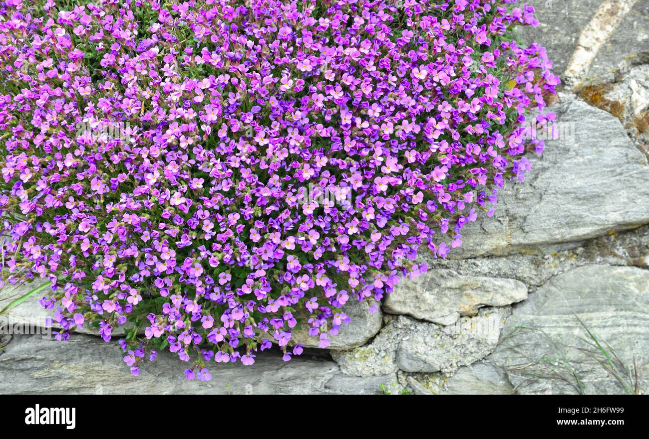 gros plan sur le magnifique bush de fleurs de cloche pourpres qui fleurit un mur Banque D'Images