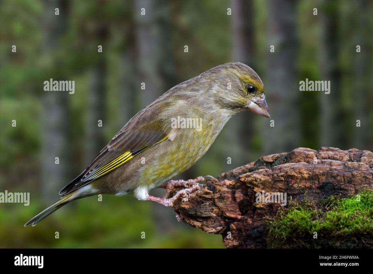 Verdfinch européen (Chloris chloris / Carduelis chloris) femelle se fourrant sur une souche d'arbre au bord de la forêt Banque D'Images