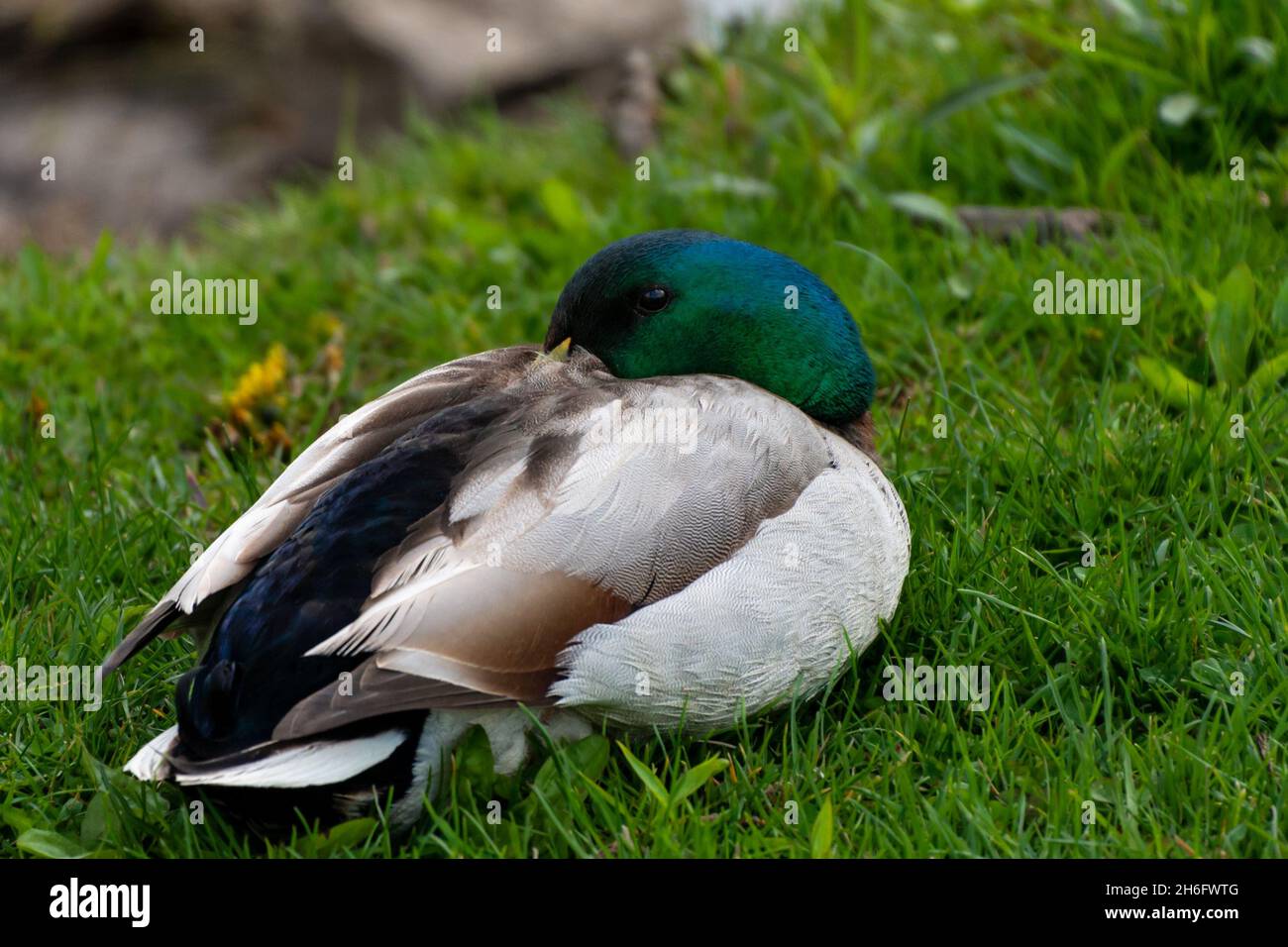 Canard colvert mâle reposant dans l'herbe sur le rivage Banque D'Images