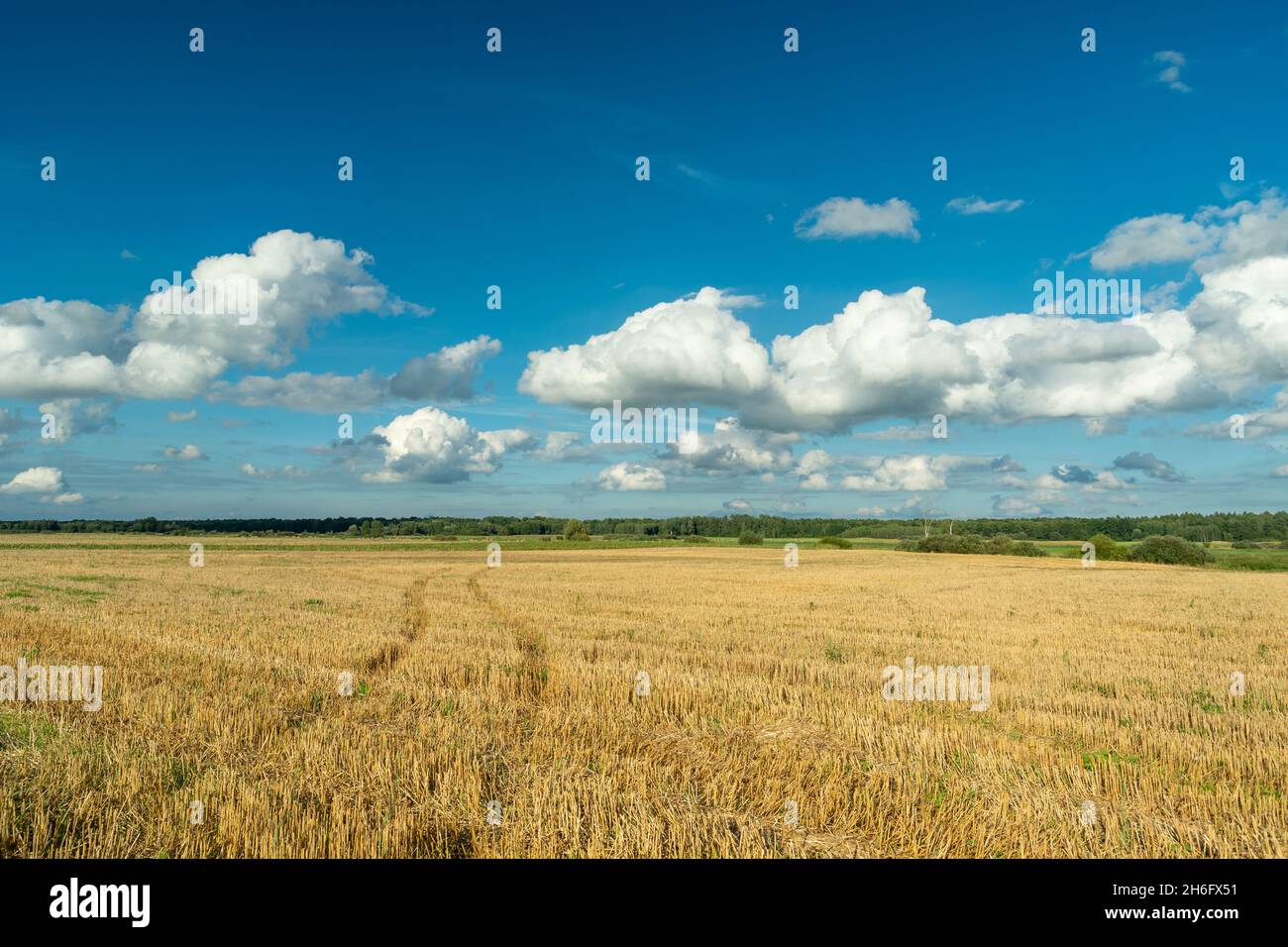 Traces d'une roue sur un champ de chaume et nuages blancs sur un ciel bleu, Czulczyce, Pologne Banque D'Images