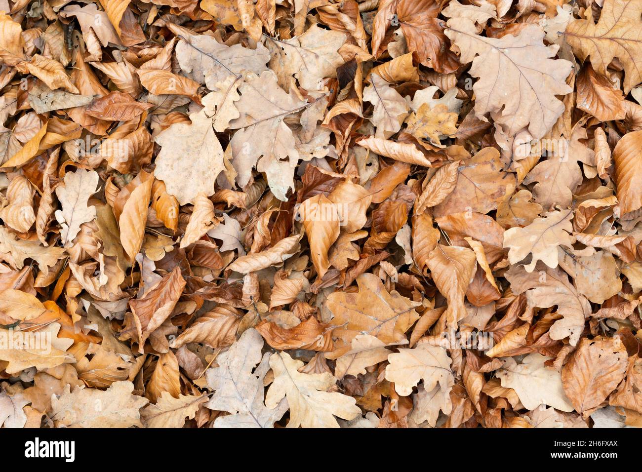 Beaucoup d'automne et de feuilles sèches couché sur le sol, laisse le fond Banque D'Images