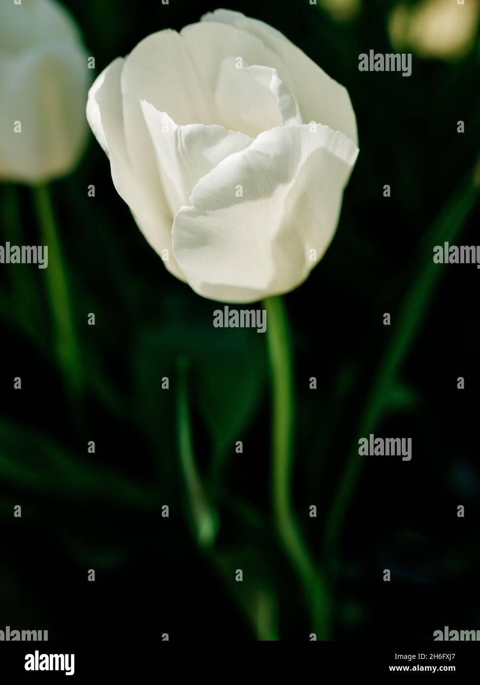 la tulipe blanche se distingue lorsque le soleil se couche dans le jardin Banque D'Images