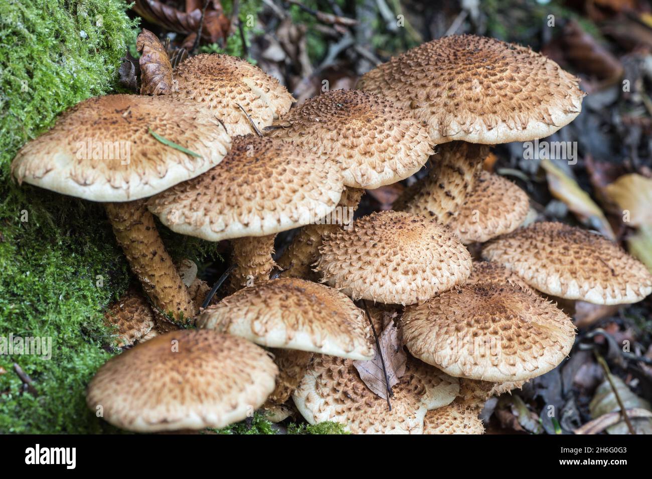 Champignon - Scalpycap de la sagge (Pholiota squarrosa) Banque D'Images