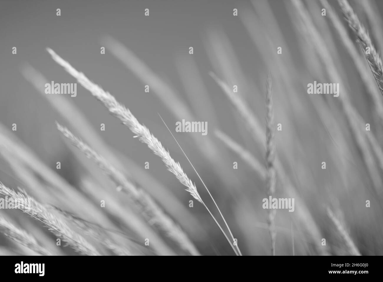 Herbe côtière sur la plage sur la mer Adriatique Banque D'Images
