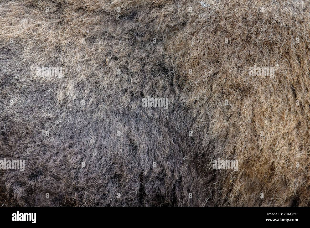 Texture réelle de la peau de bison des fourrures.Arrière-plan en mosaïque à motif animal Banque D'Images