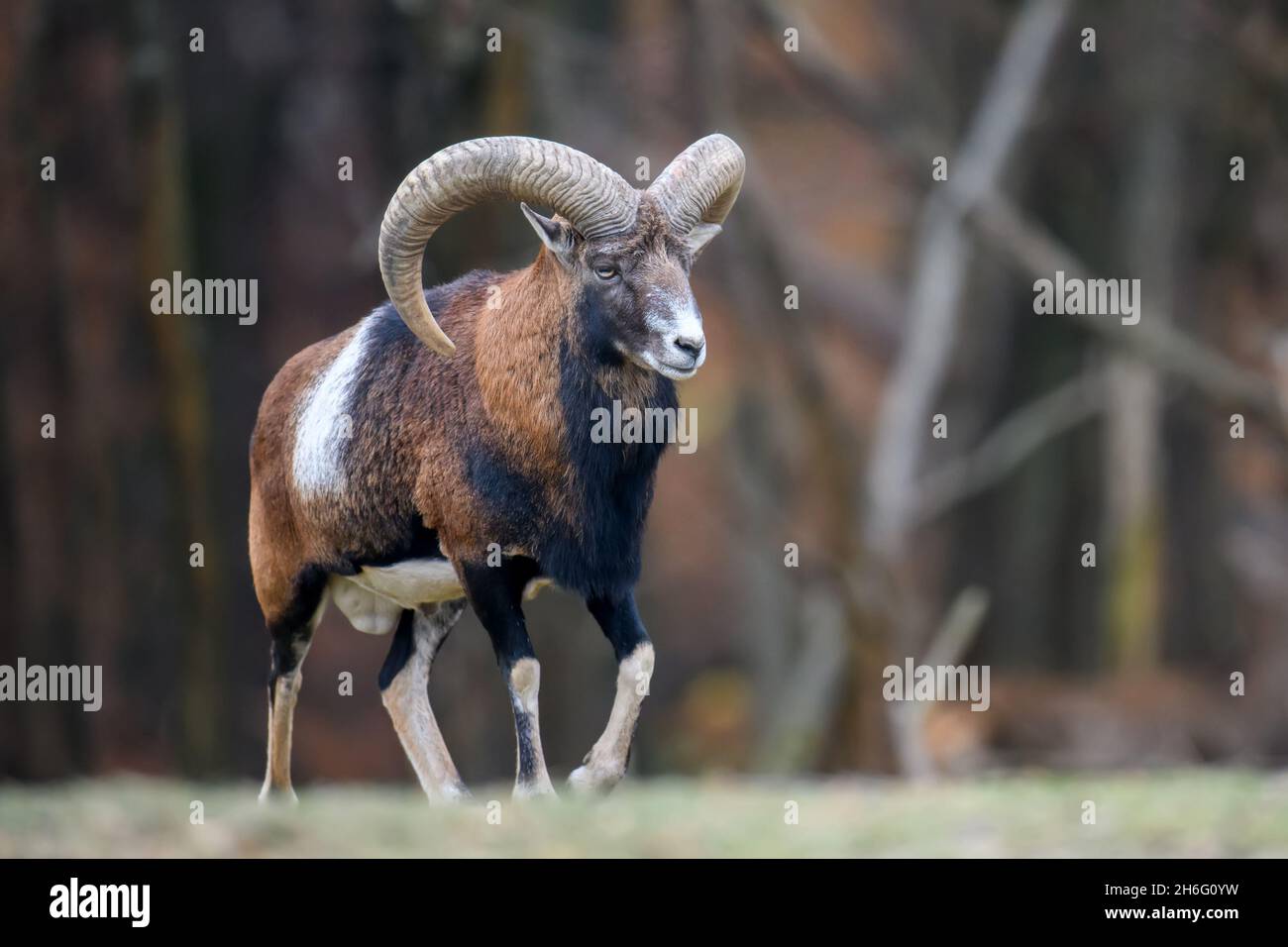 Grand animal mouflon.Ovis gmelini, animal corné de la forêt dans l'habitat de la nature.Scène sauvage de la nature Banque D'Images